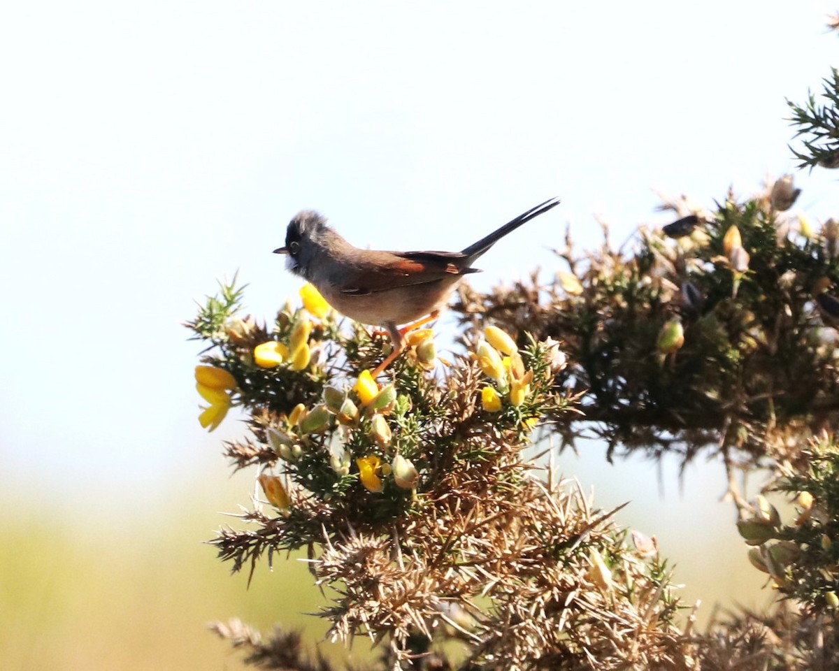 Spectacled Warbler - ML615991898
