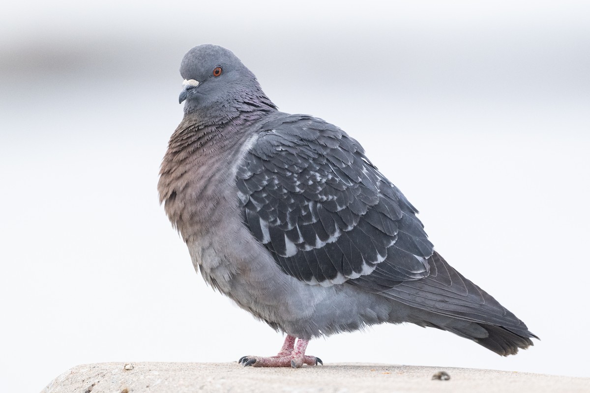 Rock Pigeon (Feral Pigeon) - ML615991953