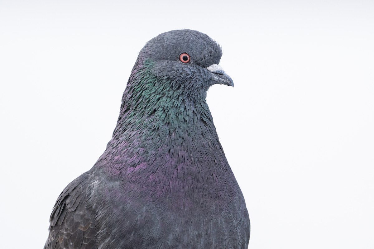 Rock Pigeon (Feral Pigeon) - ML615991963