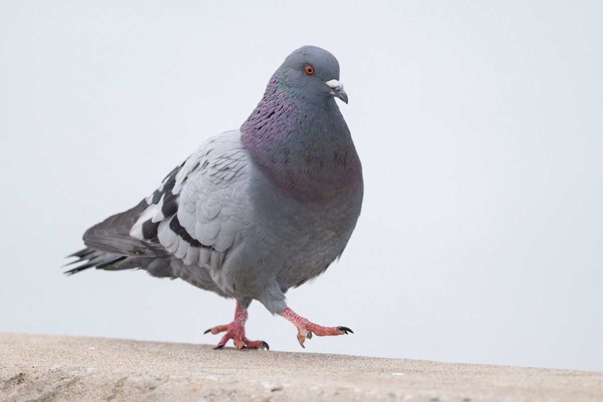 Rock Pigeon (Feral Pigeon) - ML615991978
