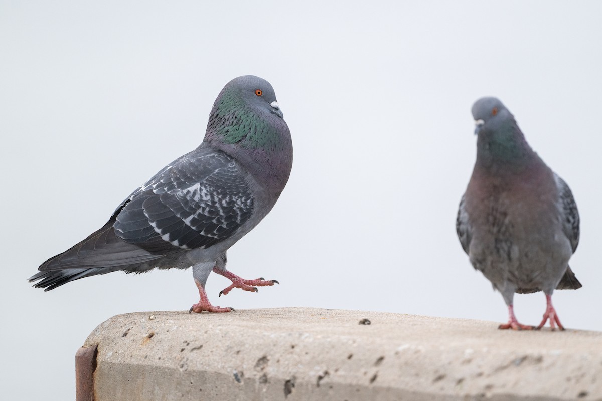 Rock Pigeon (Feral Pigeon) - ML615991995