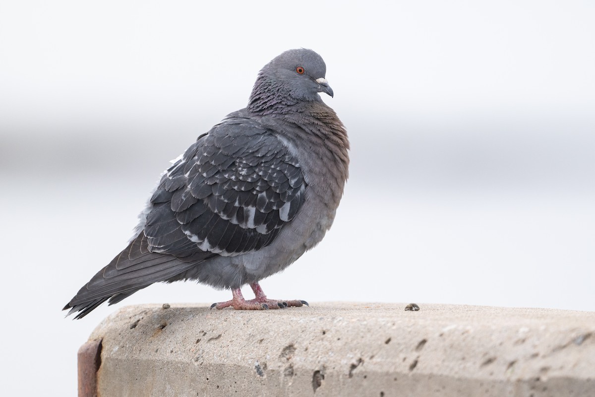 Rock Pigeon (Feral Pigeon) - ML615992002