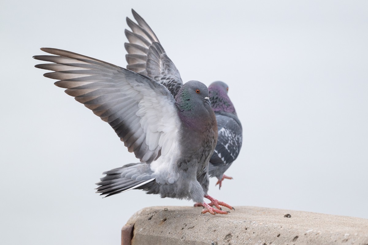 Rock Pigeon (Feral Pigeon) - ML615992016