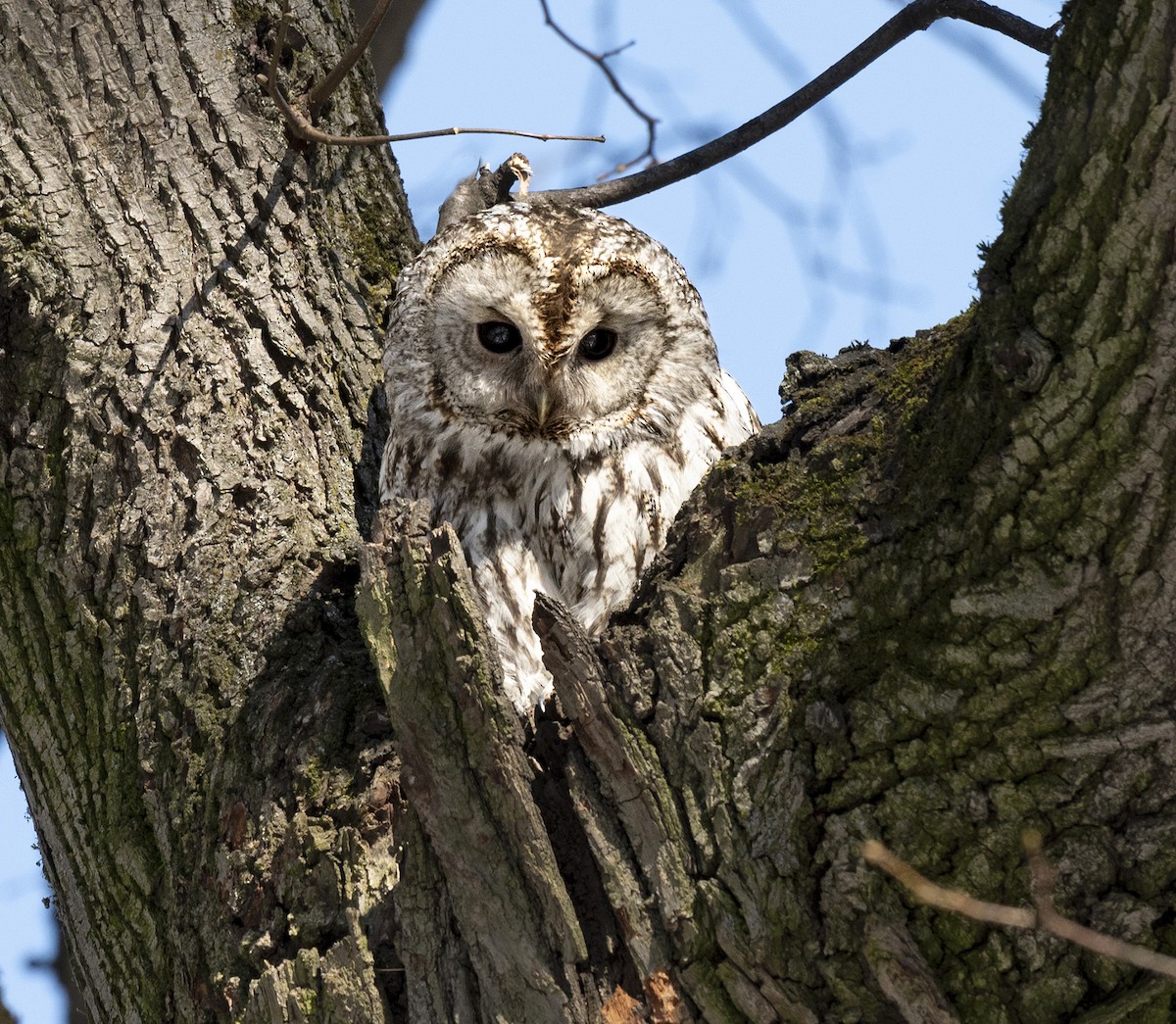 Tawny Owl - ML615992139