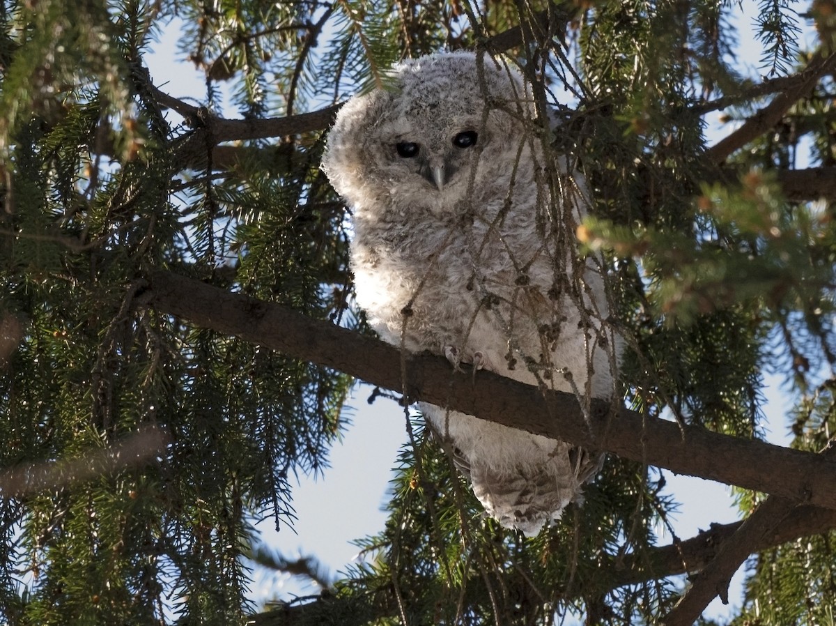 Tawny Owl - ML615992143