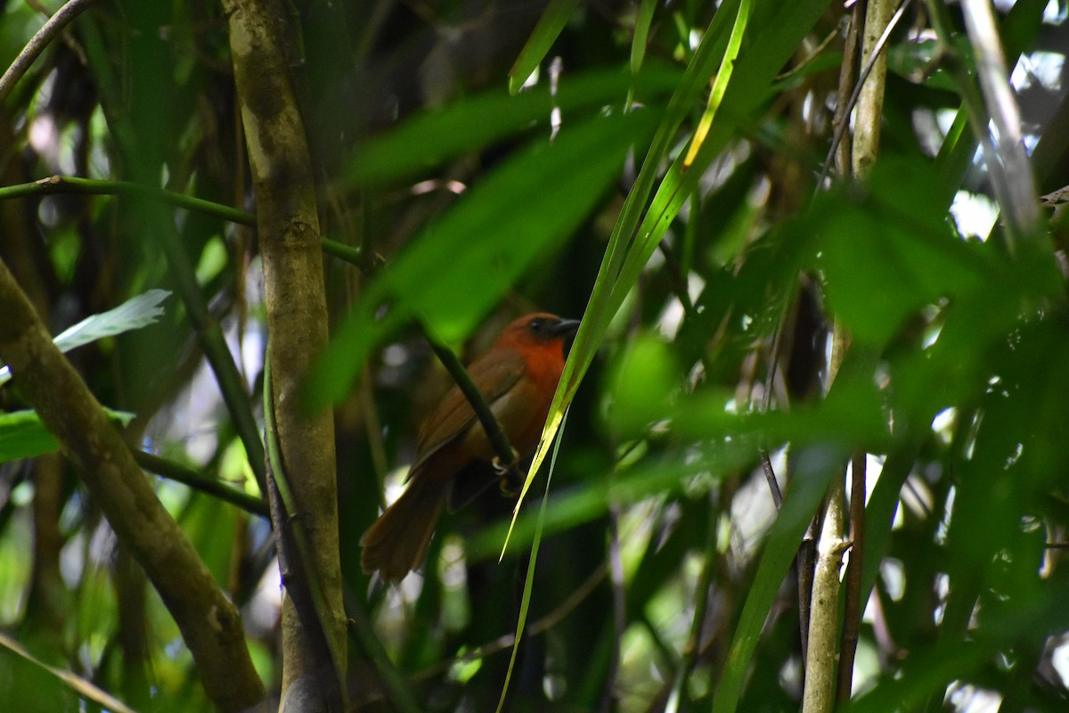 Red-throated Ant-Tanager - ML615992373