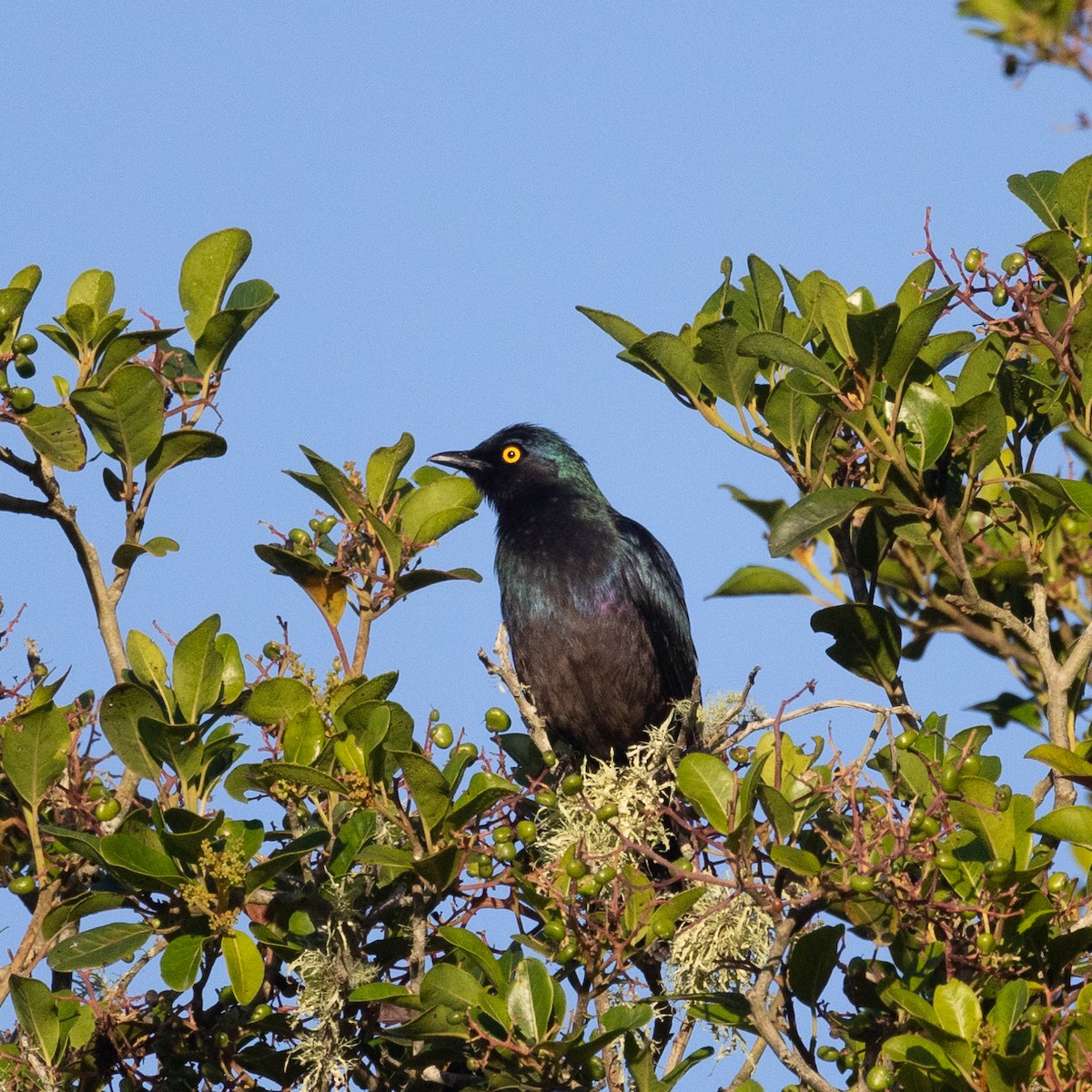 Black-bellied Starling - Ian Rijsdijk