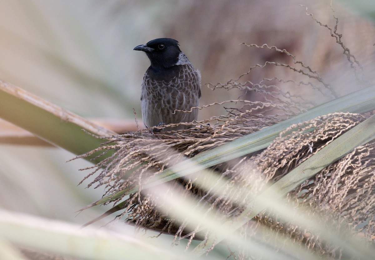 Red-vented Bulbul - ML615992588