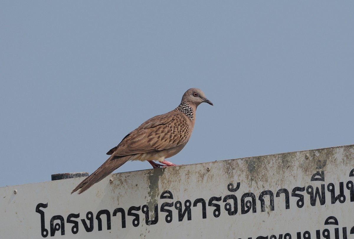 Spotted Dove - ML615992597