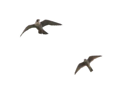 Peregrine Falcon (Eurasian) - ML615992627