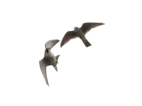 Peregrine Falcon (Eurasian) - ML615992635