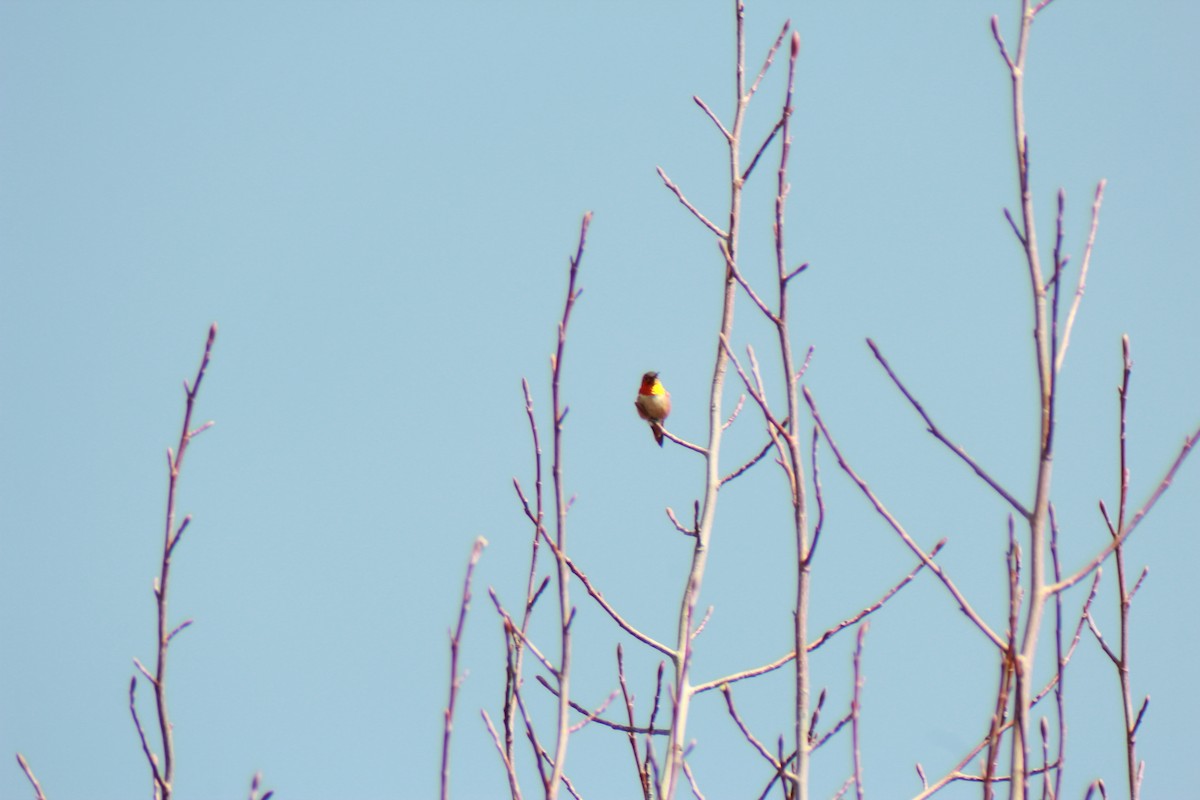 Rufous Hummingbird - ML615992696