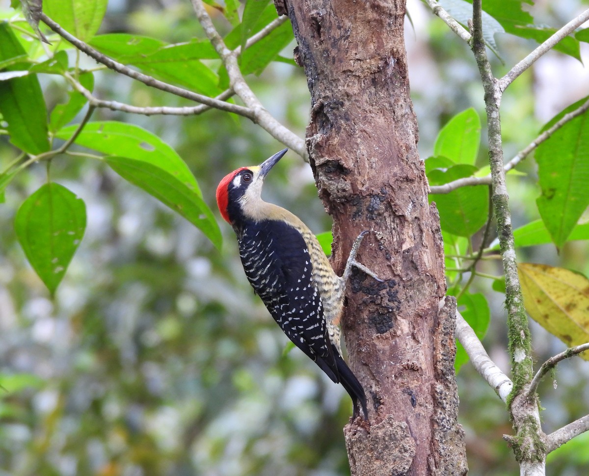 Black-cheeked Woodpecker - ML615992714