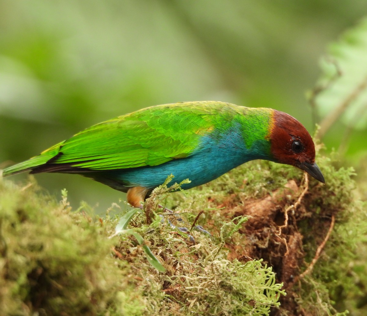 Bay-headed Tanager - ML615992748