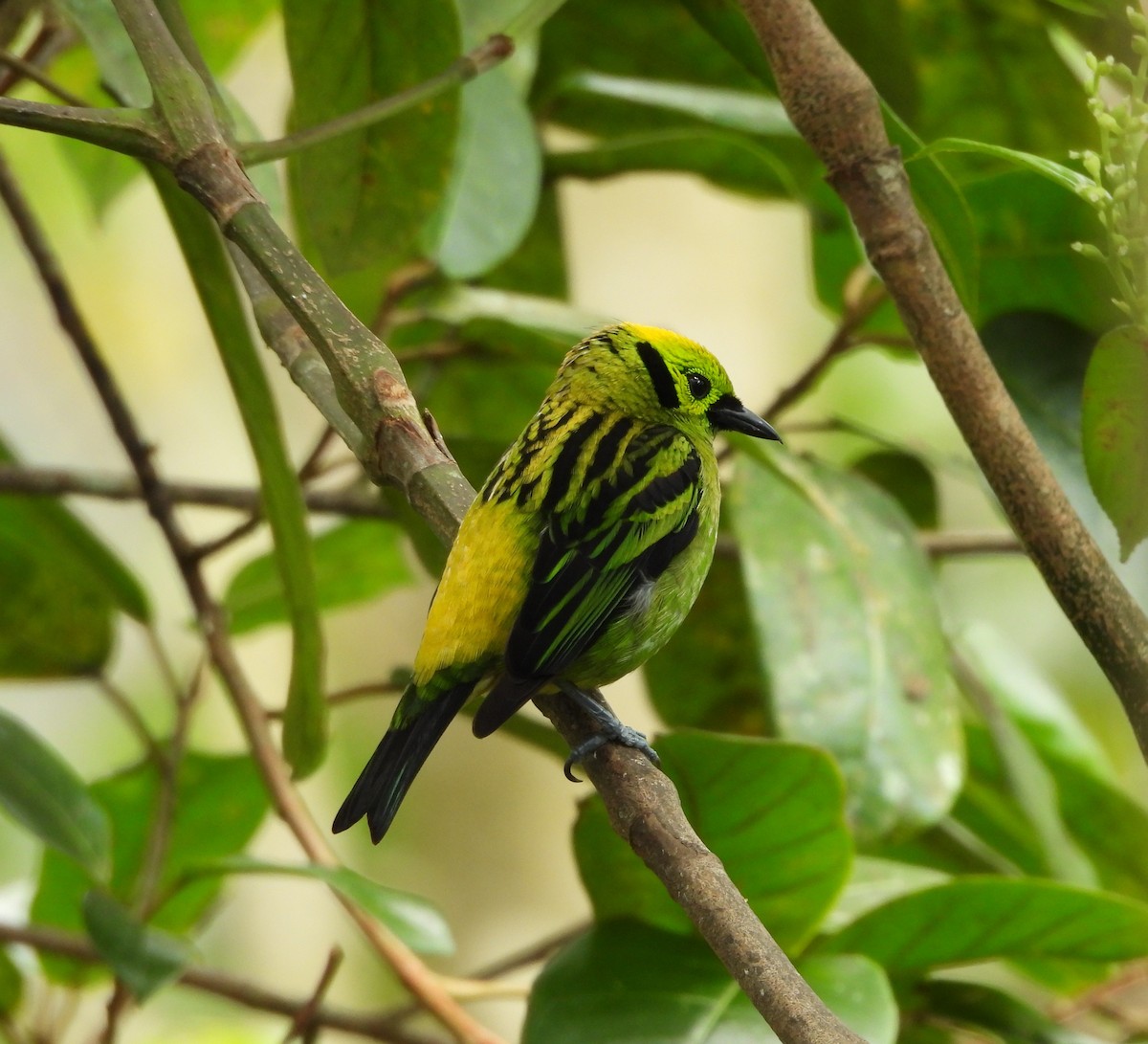 Emerald Tanager - ML615992757