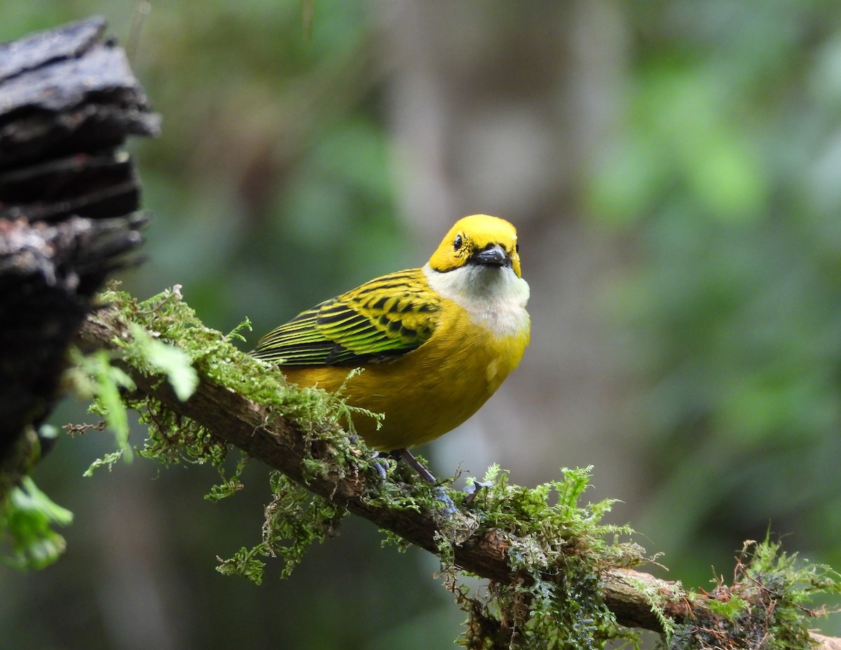 Silver-throated Tanager - ML615992764