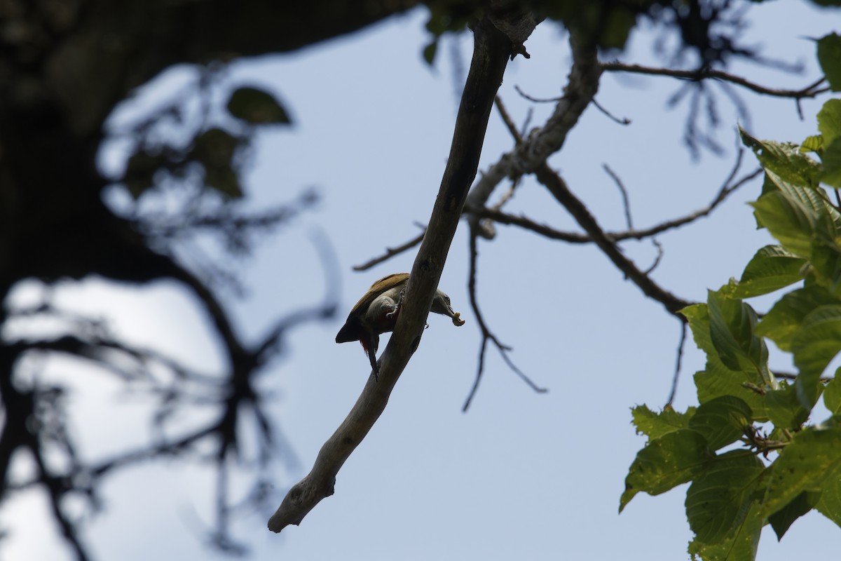 Mountain Gray Woodpecker - ML615992794