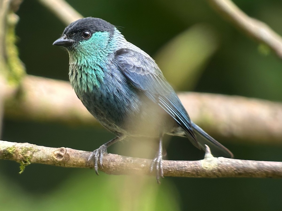 Black-capped Tanager - ML615992811