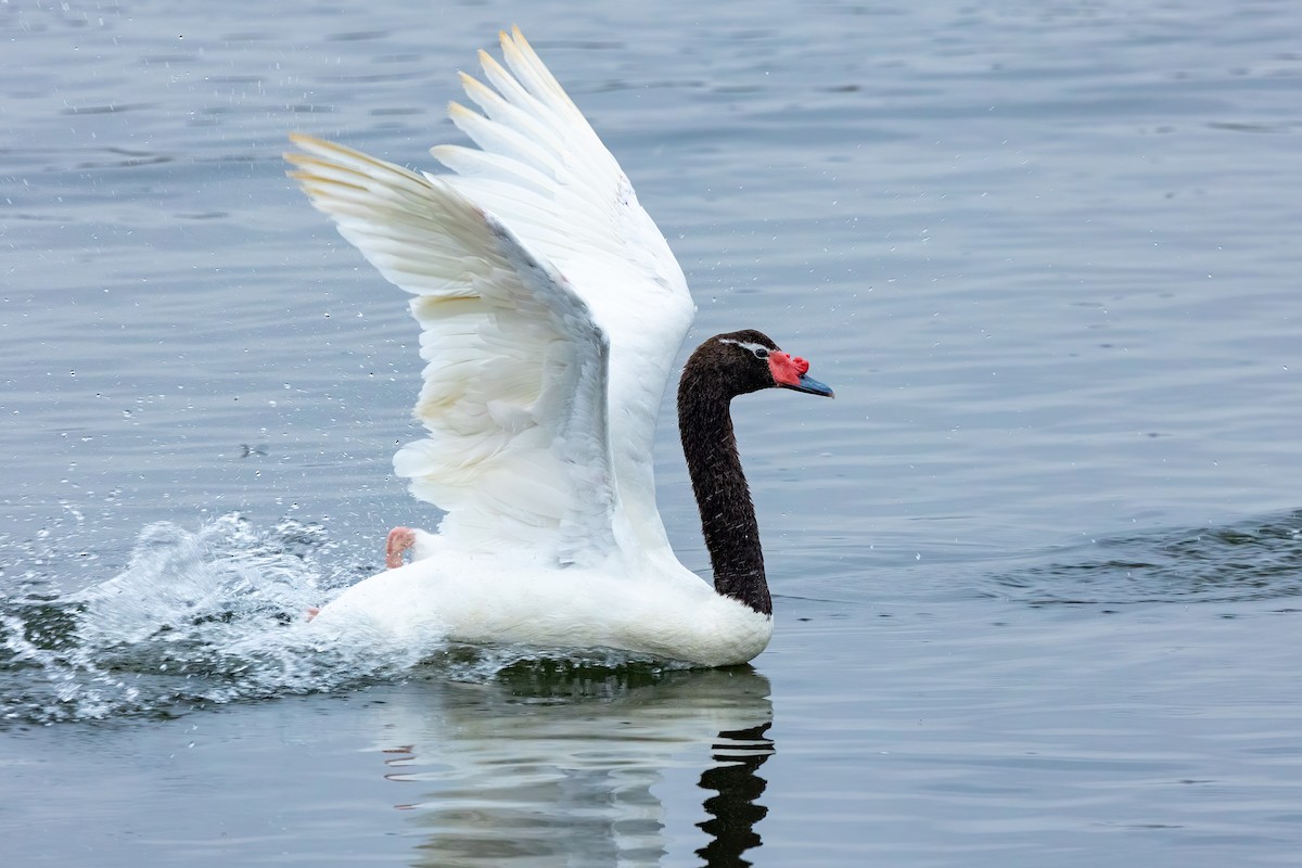 Black-necked Swan - ML615992820