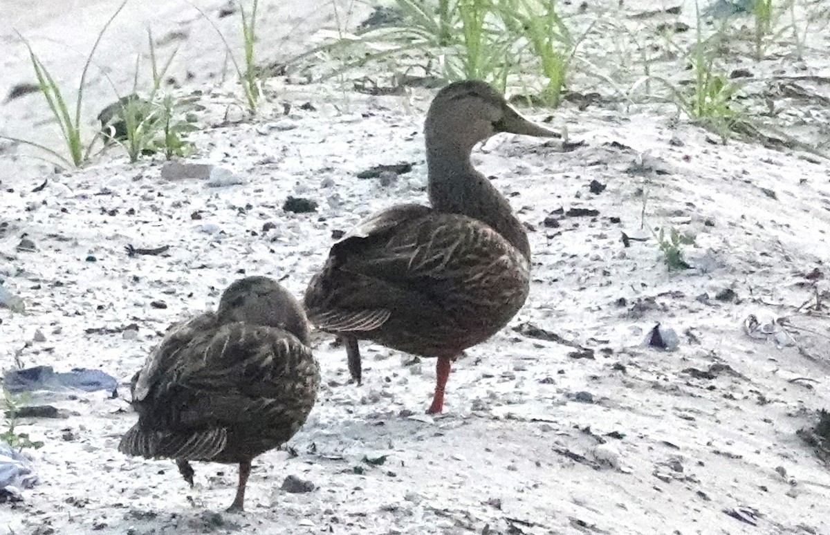 eBird Checklist - 13 Mar 2024 - Arthur R. Marshall Loxahatchee National ...