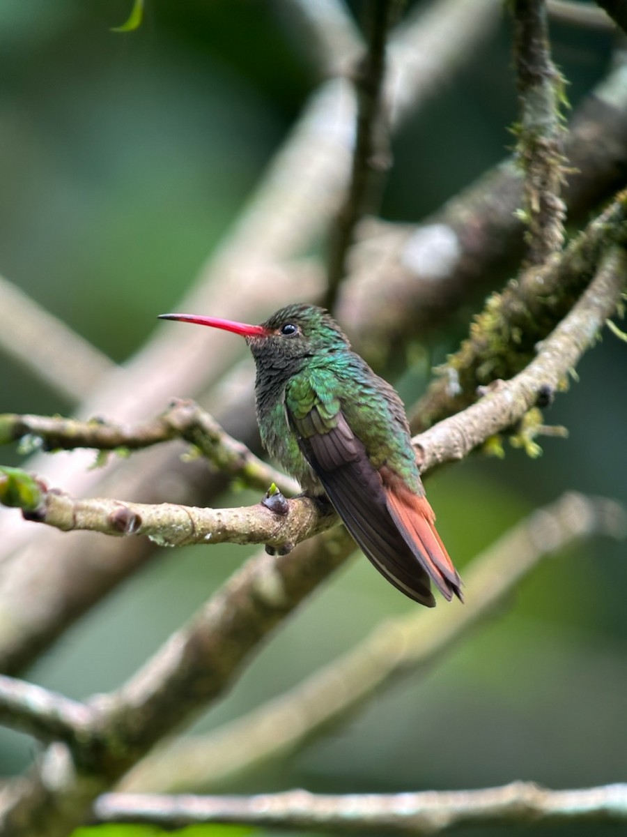Rufous-tailed Hummingbird - ML615992841