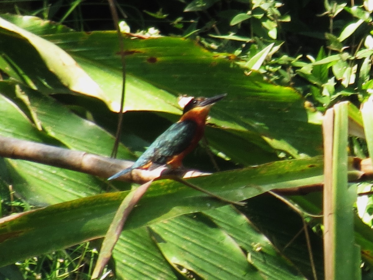 American Pygmy Kingfisher - Gary Prescott