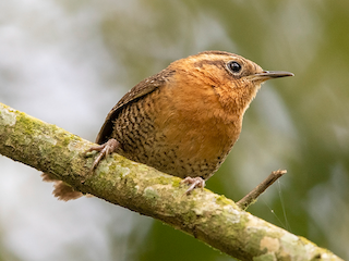  - Rufous-browed Wren