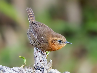  - Rufous-browed Wren