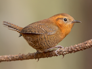  - Rufous-browed Wren