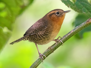  - Rufous-browed Wren