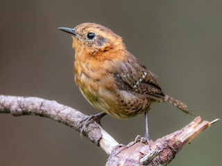  - Rufous-browed Wren