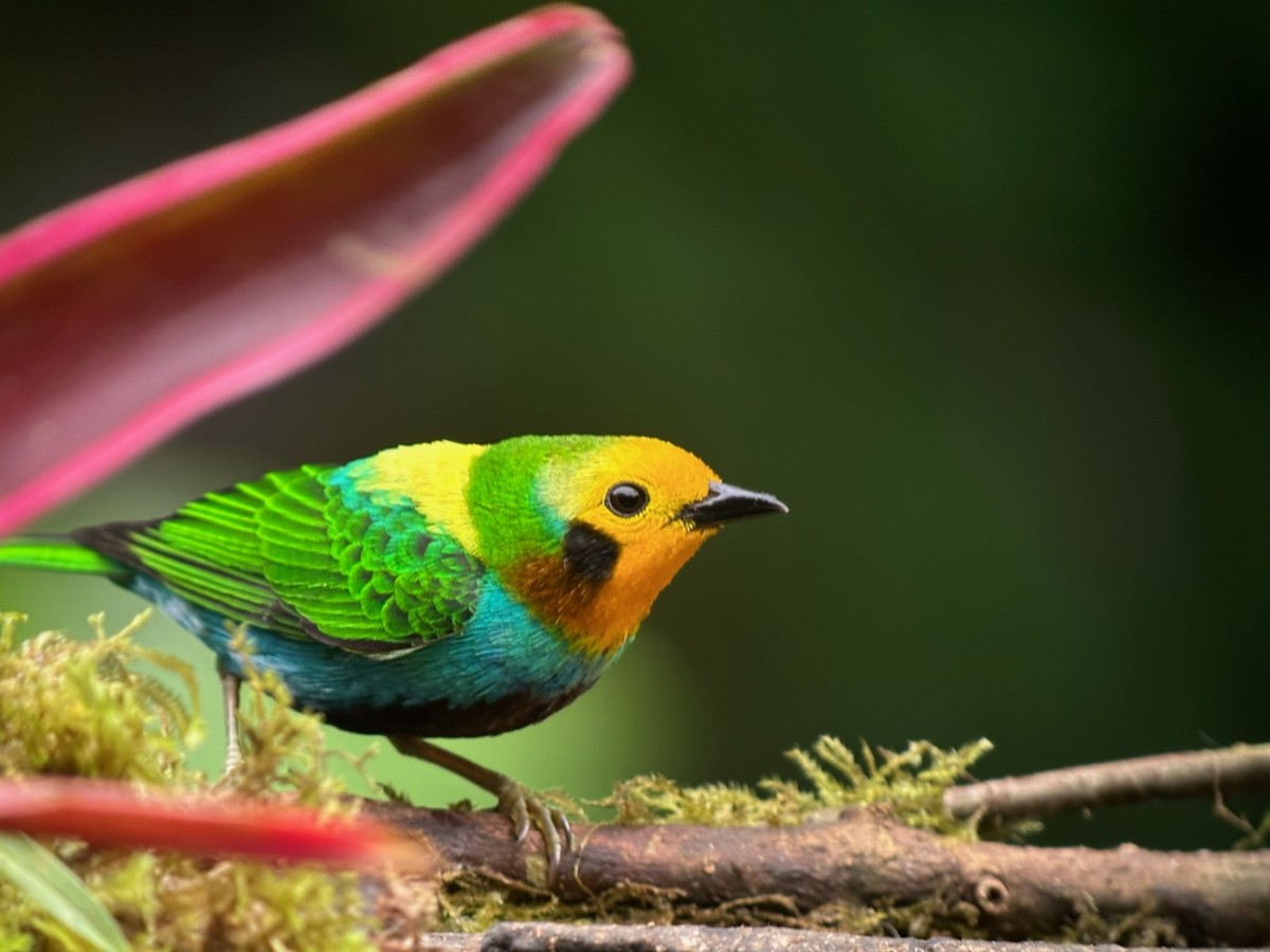 Multicolored Tanager - ML615993209