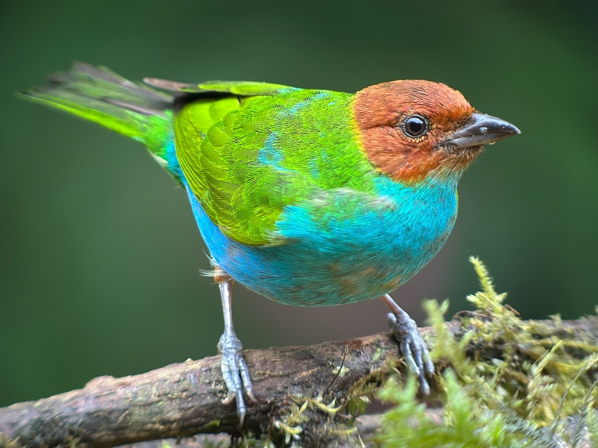 Bay-headed Tanager - ML615993226