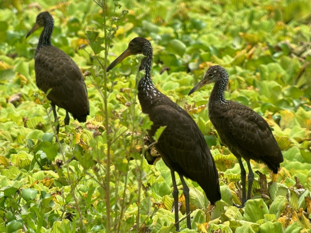 Limpkin (Brown-backed) - ML615993370