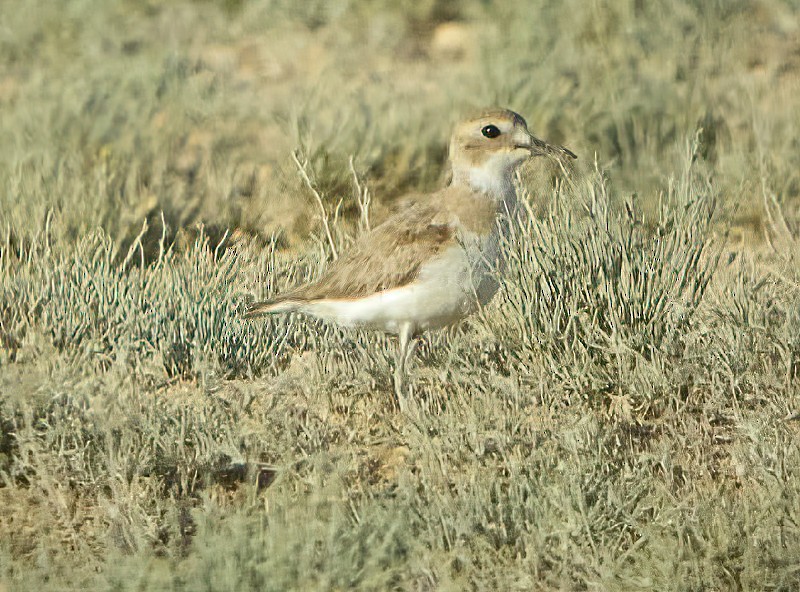Greater Sand-Plover - Eric Francois Roualet