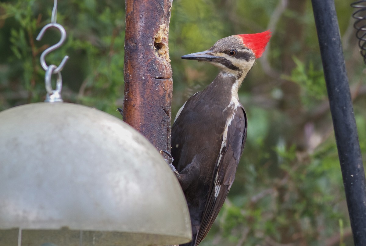 Pileated Woodpecker - ML61599351