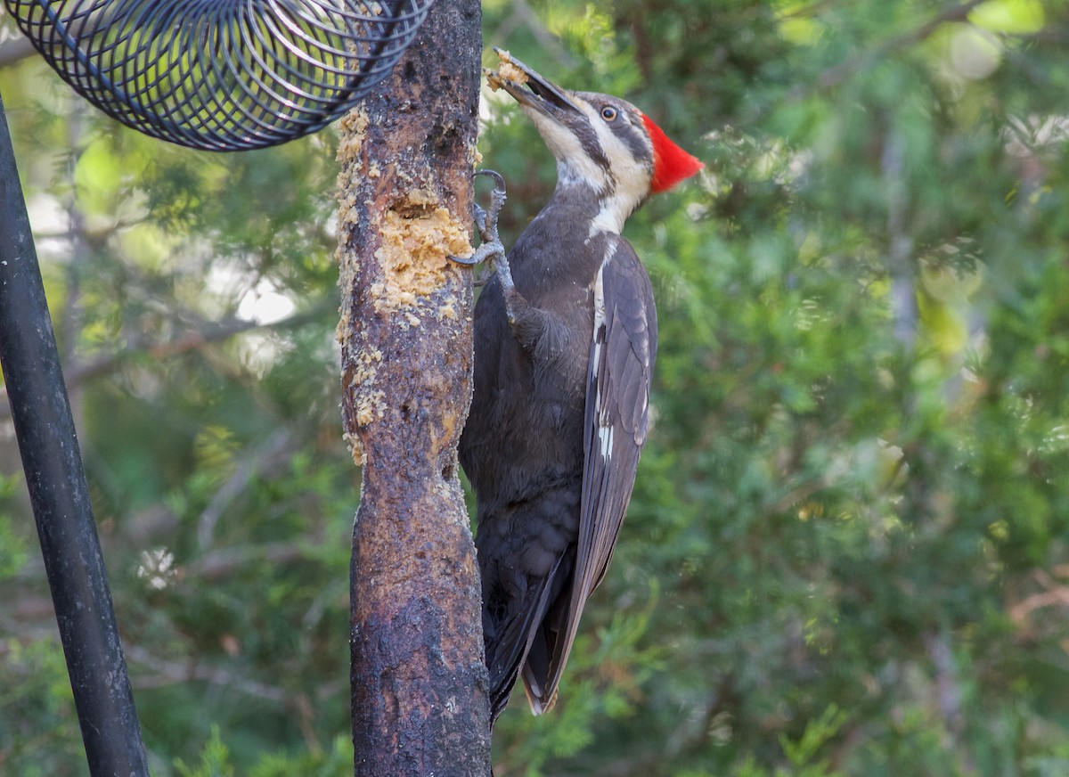 Pileated Woodpecker - Nick Pulcinella