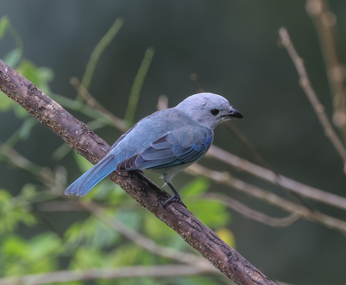 Blue-gray Tanager - Mike Edgecombe