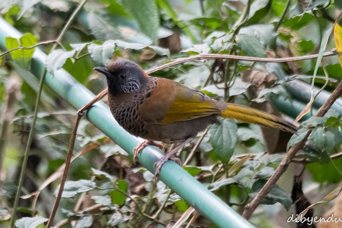 Chestnut-crowned Laughingthrush - ML615993878