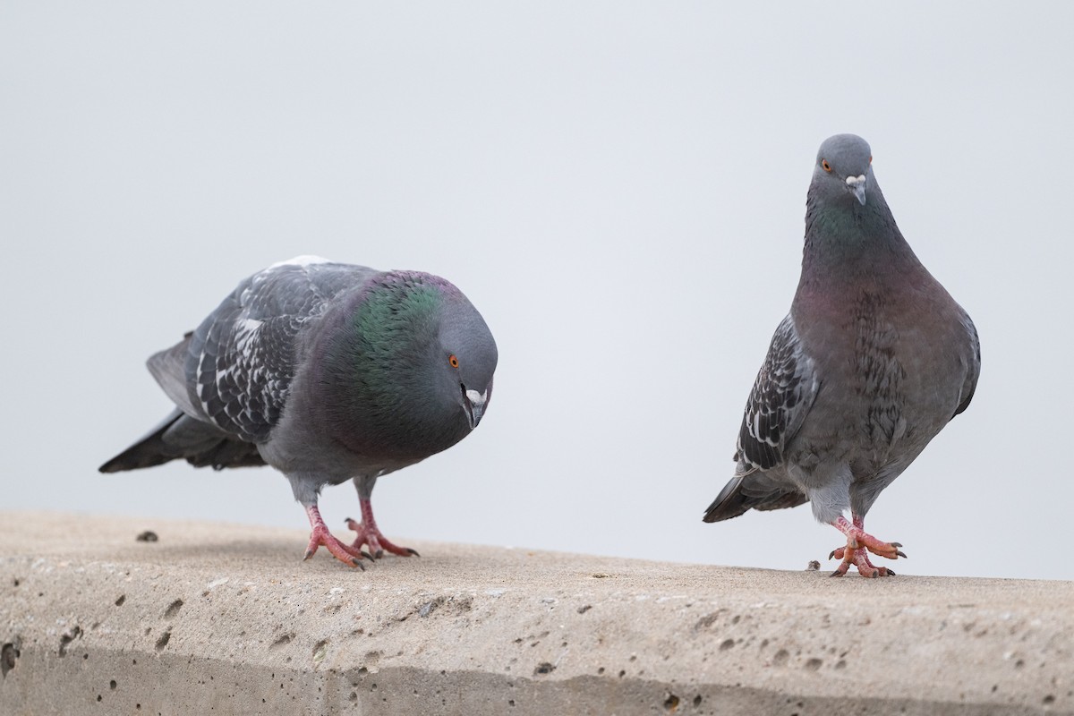 Rock Pigeon (Feral Pigeon) - ML615993904