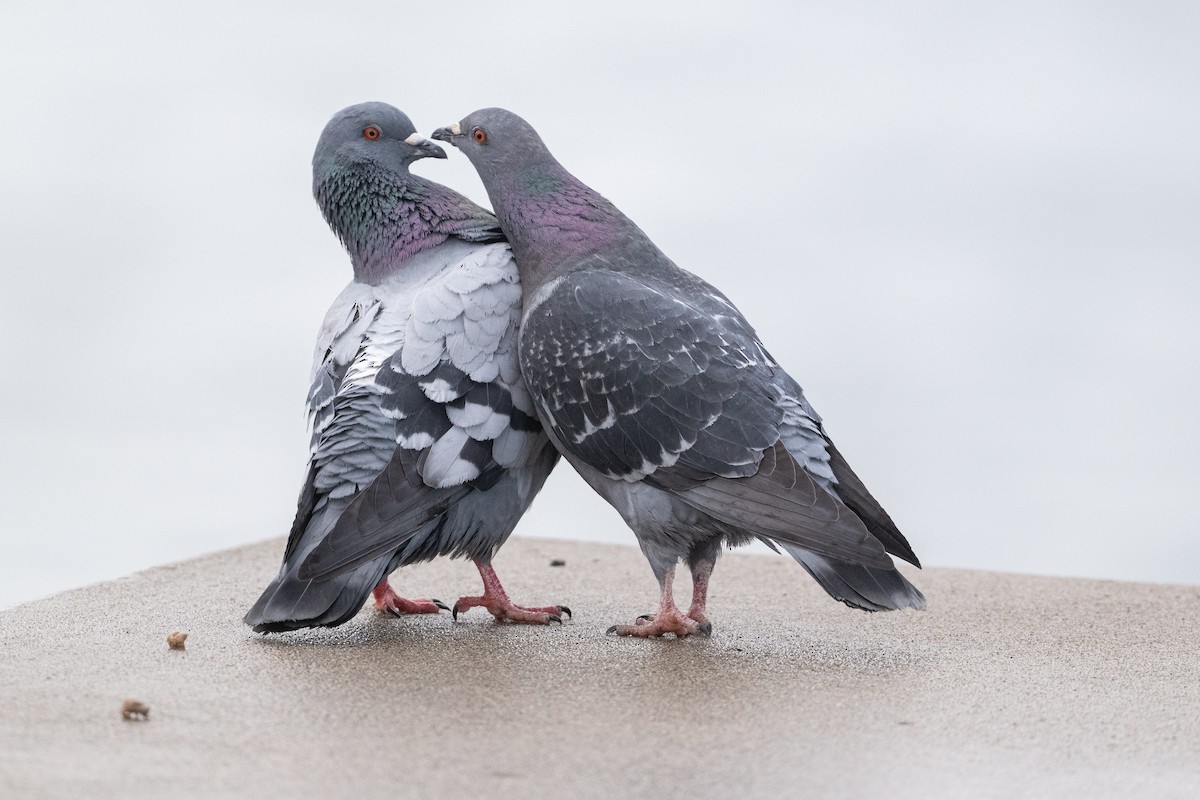 Rock Pigeon (Feral Pigeon) - ML615993910