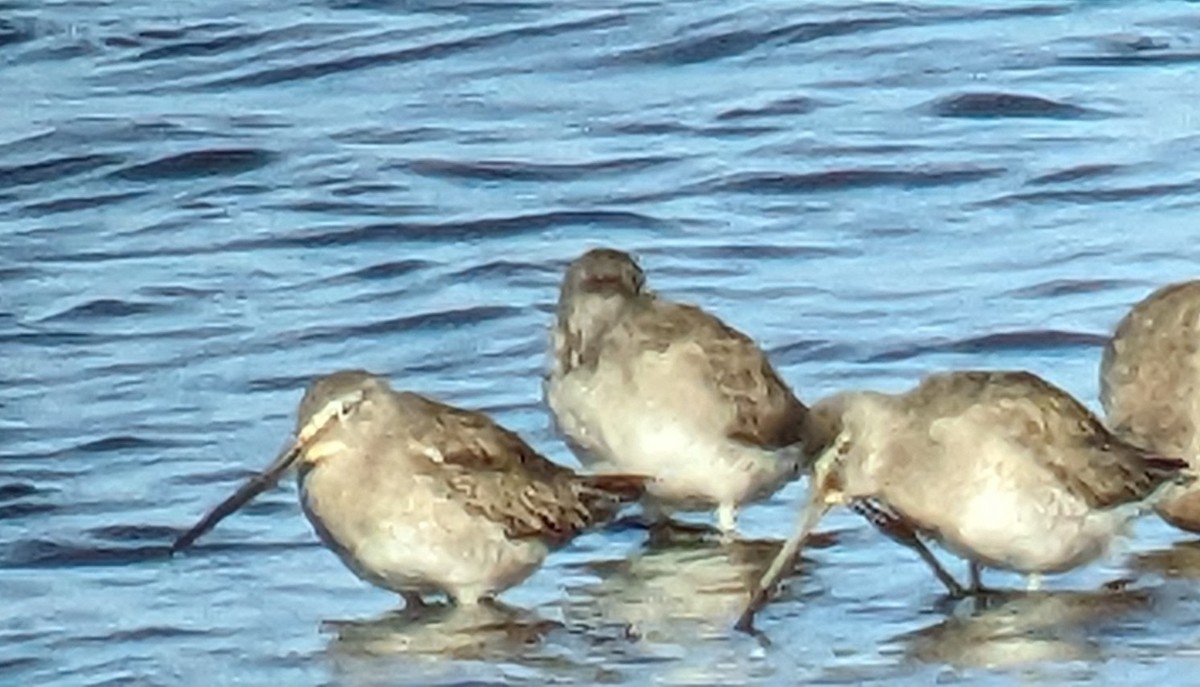 Long-billed Dowitcher - ML615993943