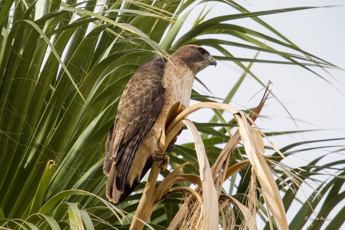 Red-tailed Hawk - ML615994298