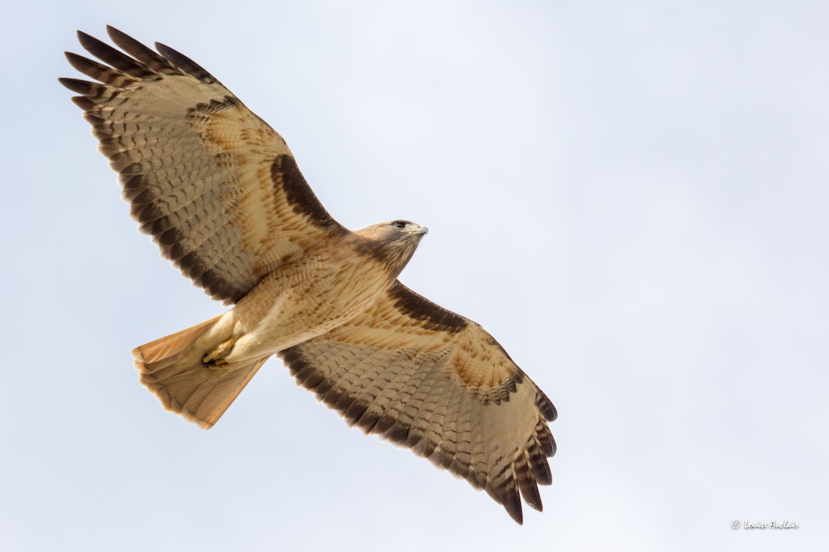 Red-tailed Hawk - ML615994342