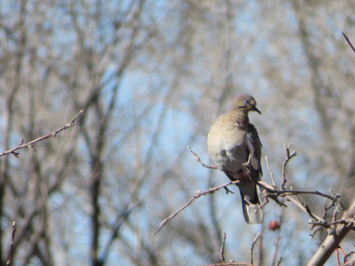 White-winged Dove - ML615994426