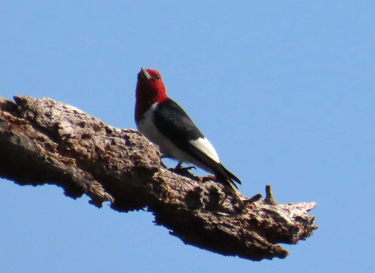 Red-headed Woodpecker - ML615994428