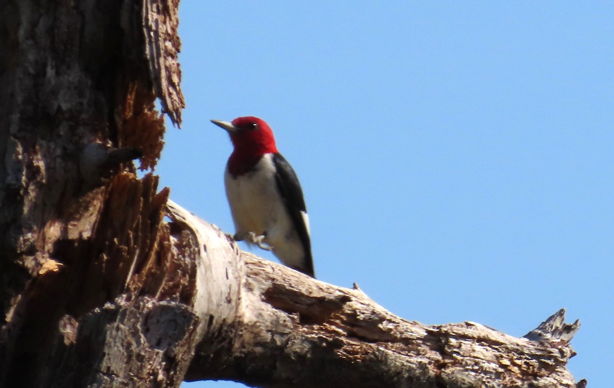 Red-headed Woodpecker - ML615994431