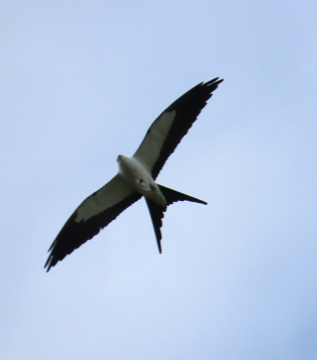 Swallow-tailed Kite - ML615994441