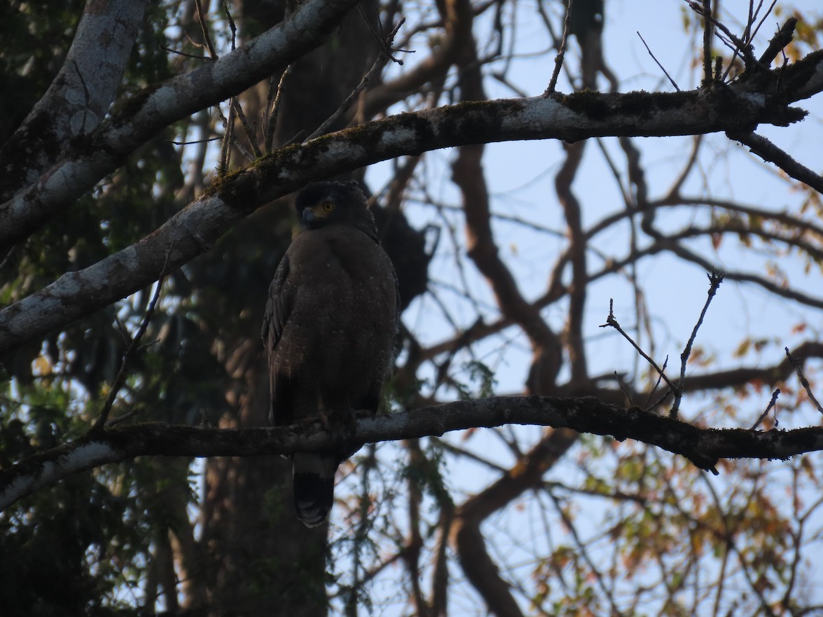 Crested Serpent-Eagle - ML615994724