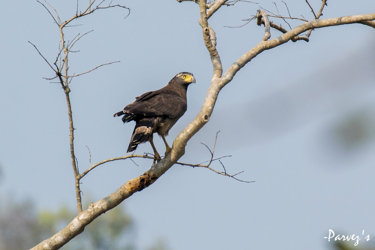 Crested Serpent-Eagle - ML615994780